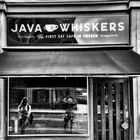 Erstes Katzenkaffee in Stockholm