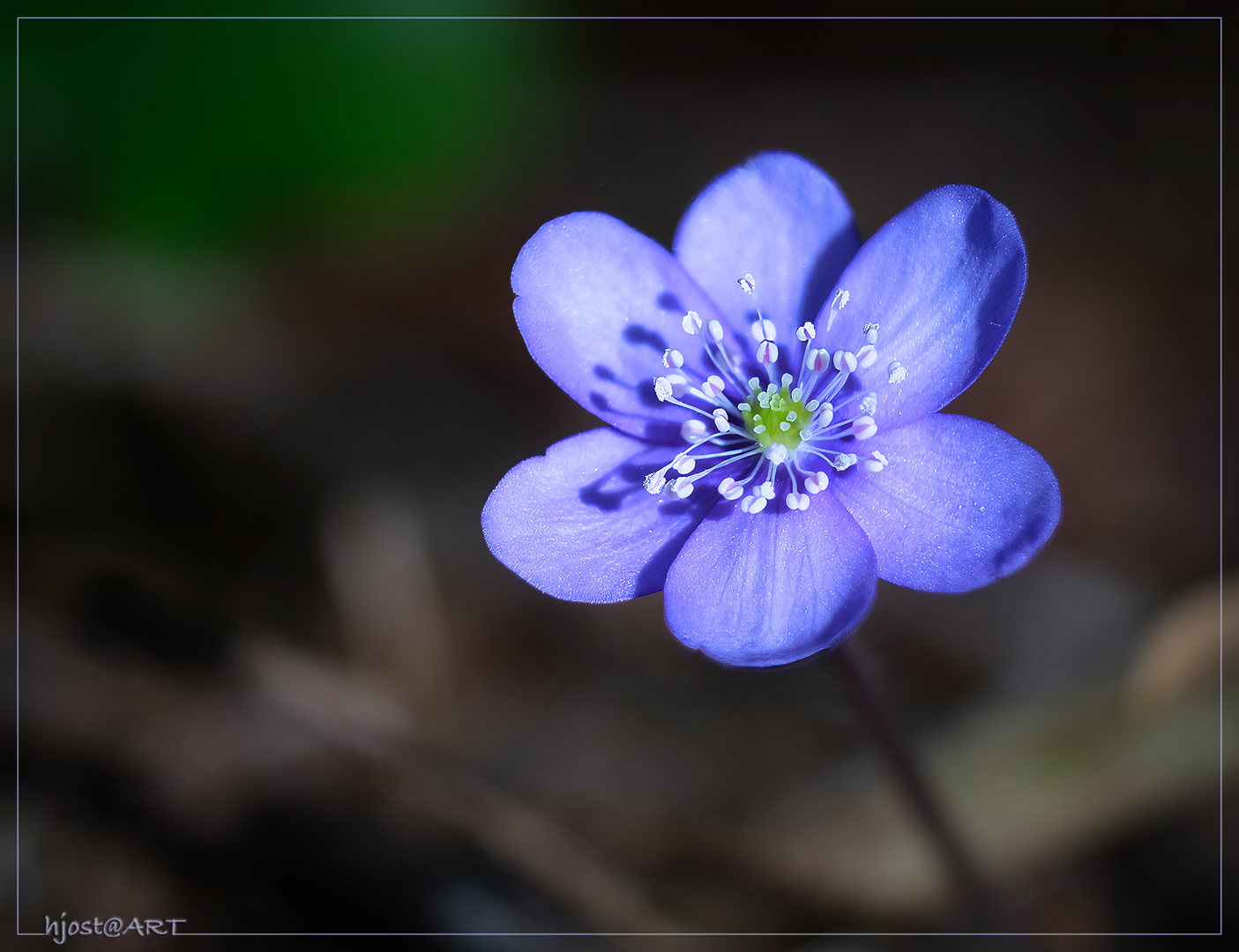 erstes Leberblümchen ...