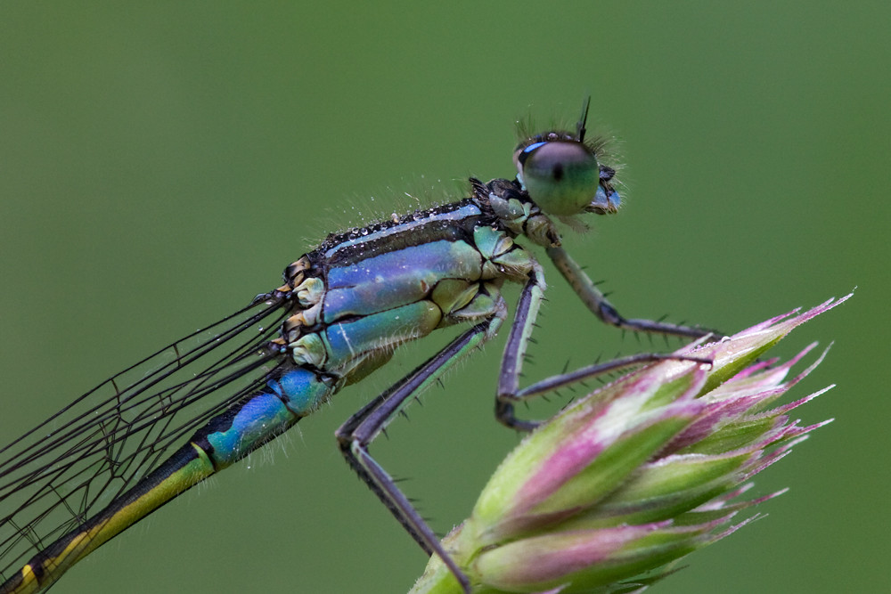 erstes Libellen Makro