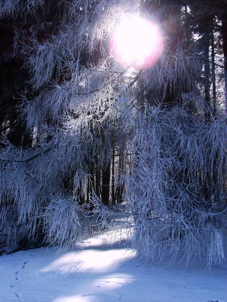 Erstes Licht am Wintertag