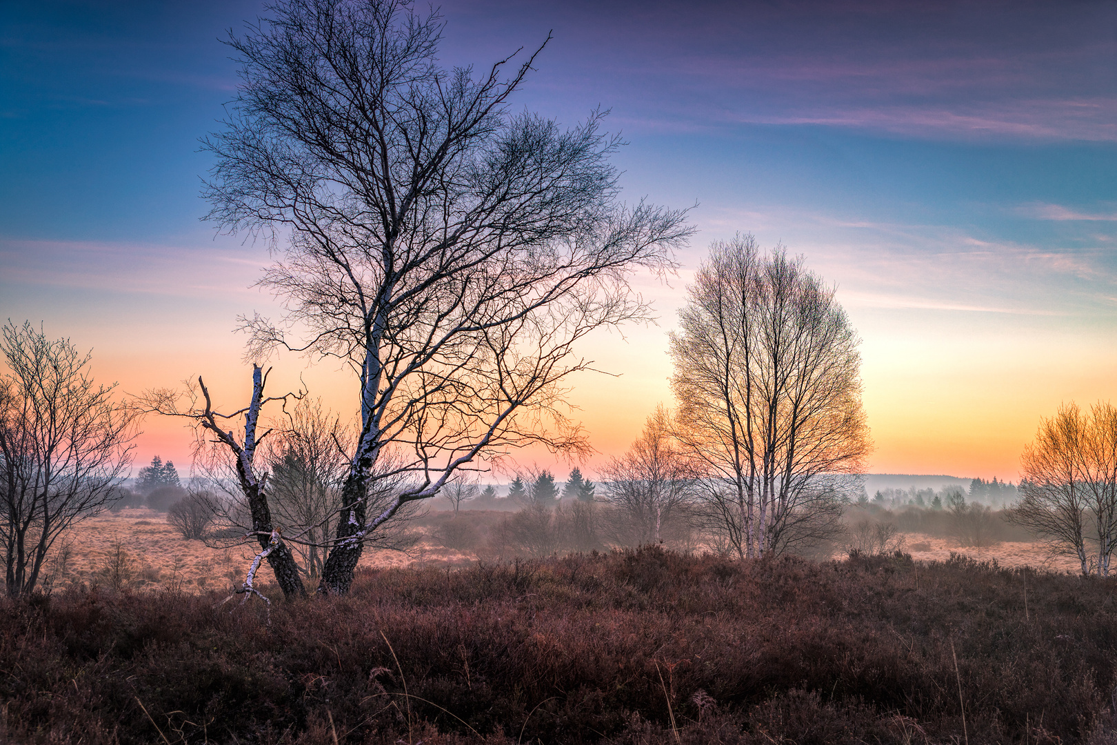 Erstes Licht im Brackvenn