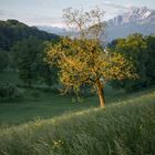 Erstes Licht im Frühling