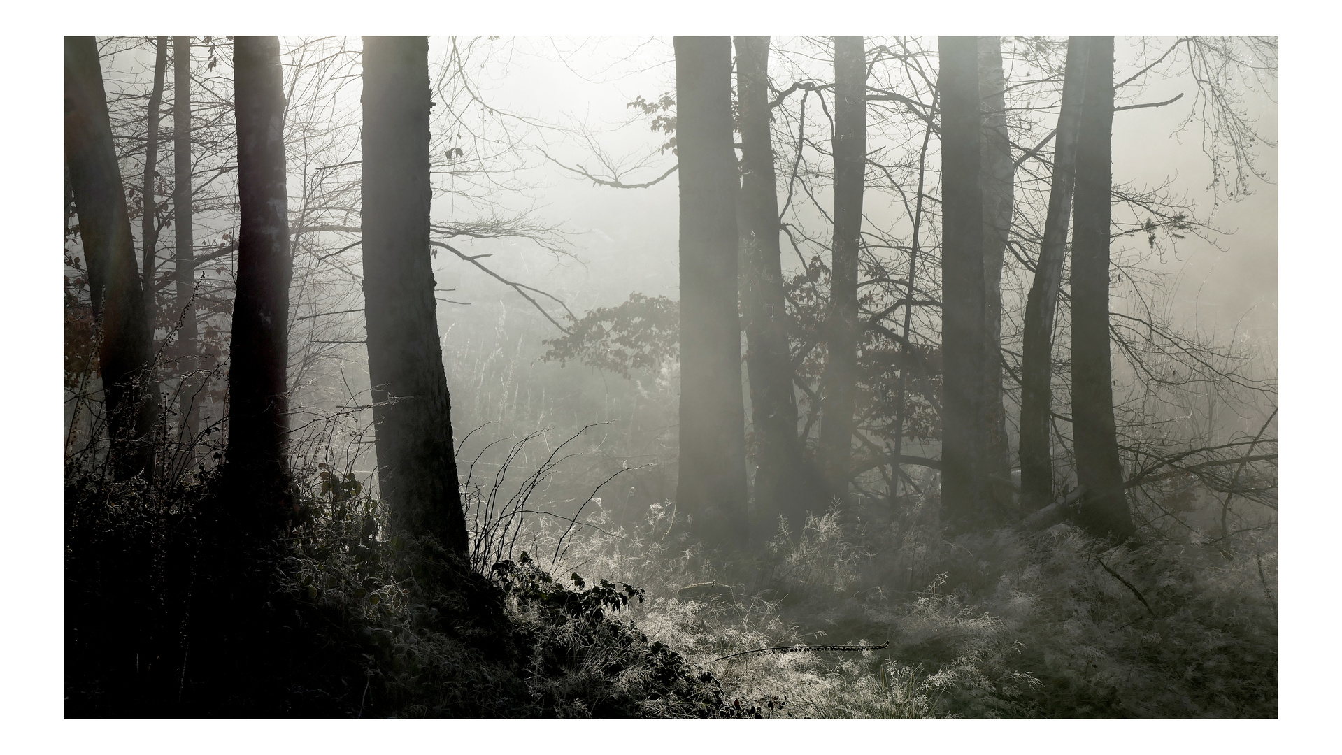 Erstes Licht im Nebelgrau....