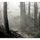 Erstes Licht im Nebelgrau....