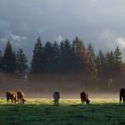 Erstes Licht und Bodennebel!