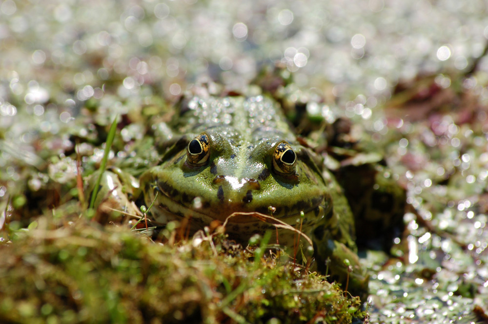 erstes makro