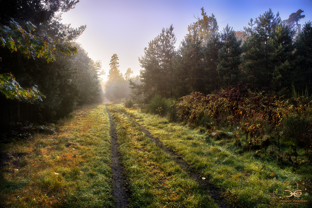 Erstes Morgenlicht im Wald