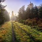 Erstes Morgenlicht im Wald