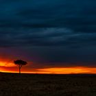 Erstes Morgenlicht, Massai Mara, 2021.08.02