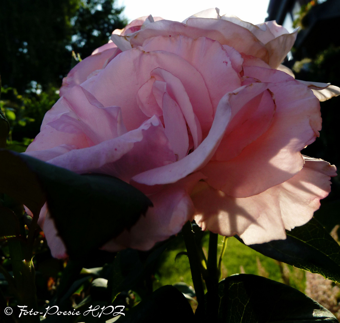 Erstes Morgenllicht streift Rose