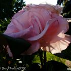 Erstes Morgenllicht streift Rose