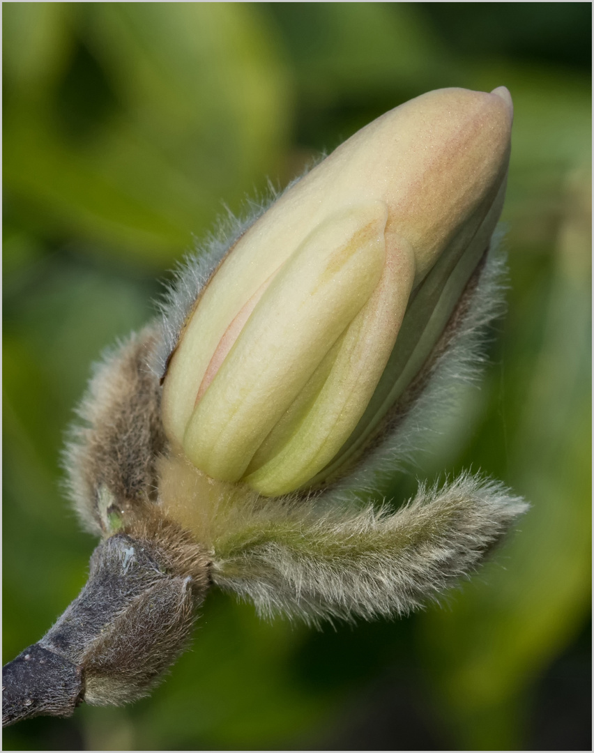 erstes Öffnen eines Magnolien-Kelchblattes  .....