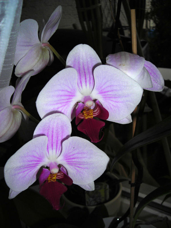 Erstes Orchideenmakro mit meiner kleinen Coolpix L 2