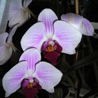 Erstes Orchideenmakro mit meiner kleinen Coolpix L 2