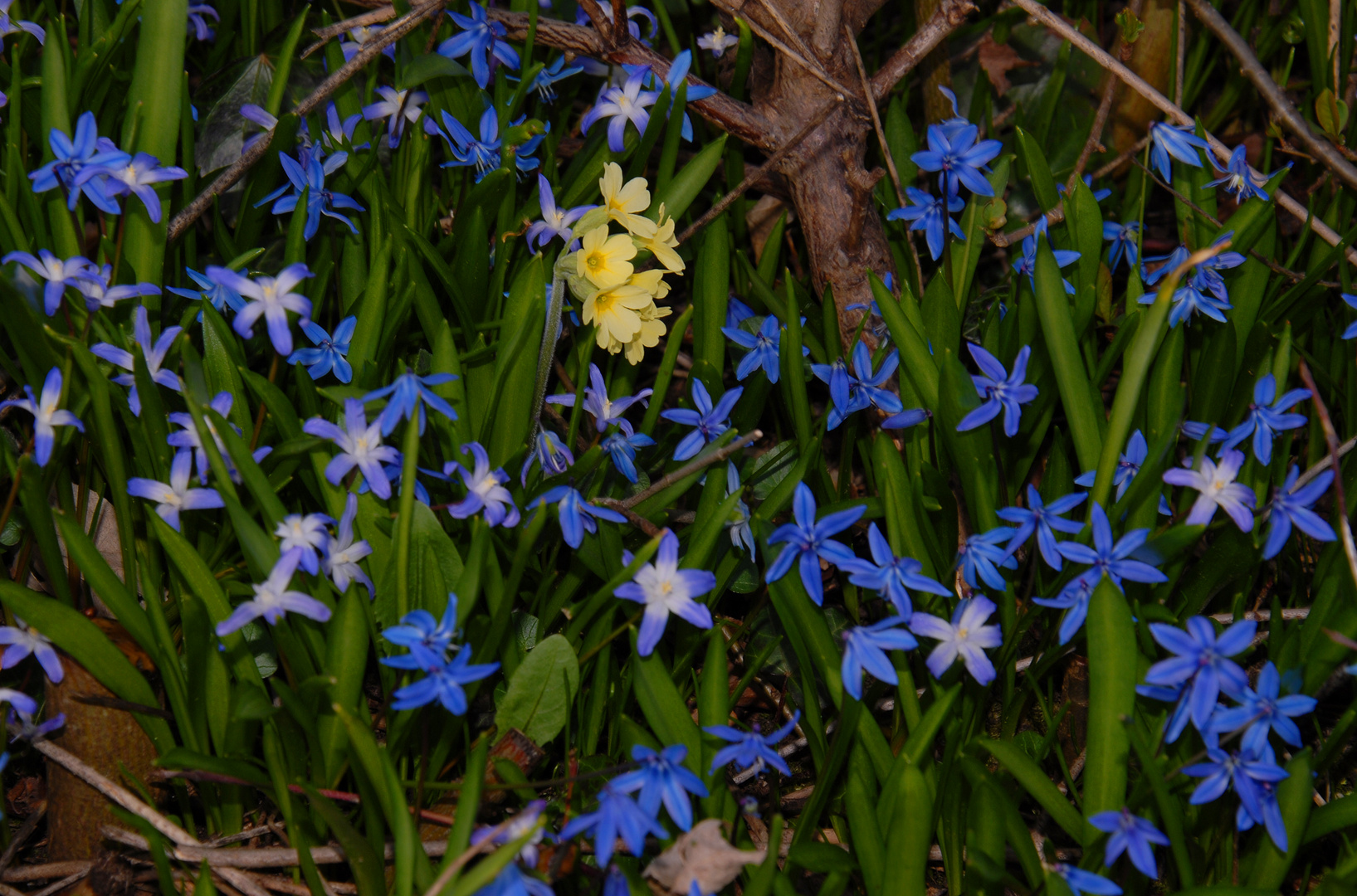 erstes Primelchen zwischen frühen Blausternen