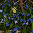 erstes Primelchen zwischen frühen Blausternen