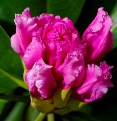 erstes rhododendron-feuer