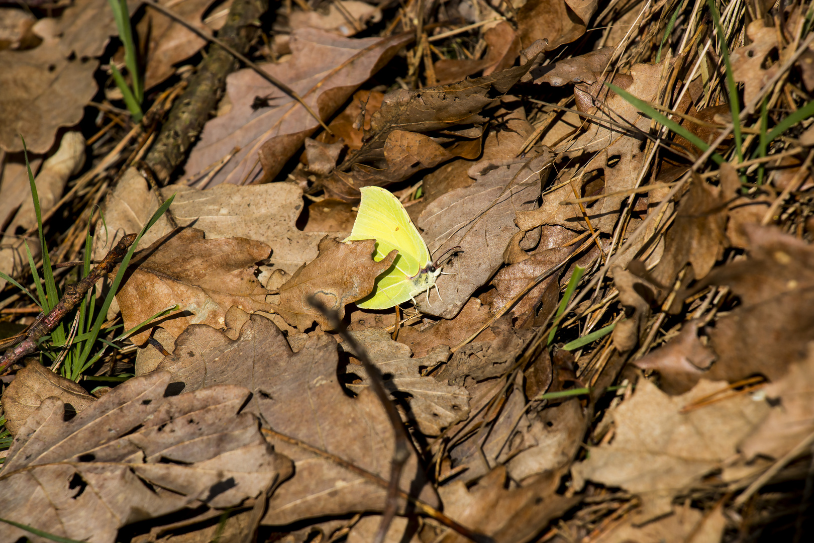 Erstes Schmetterling Foto