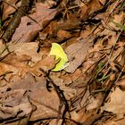 Erstes Schmetterling Foto