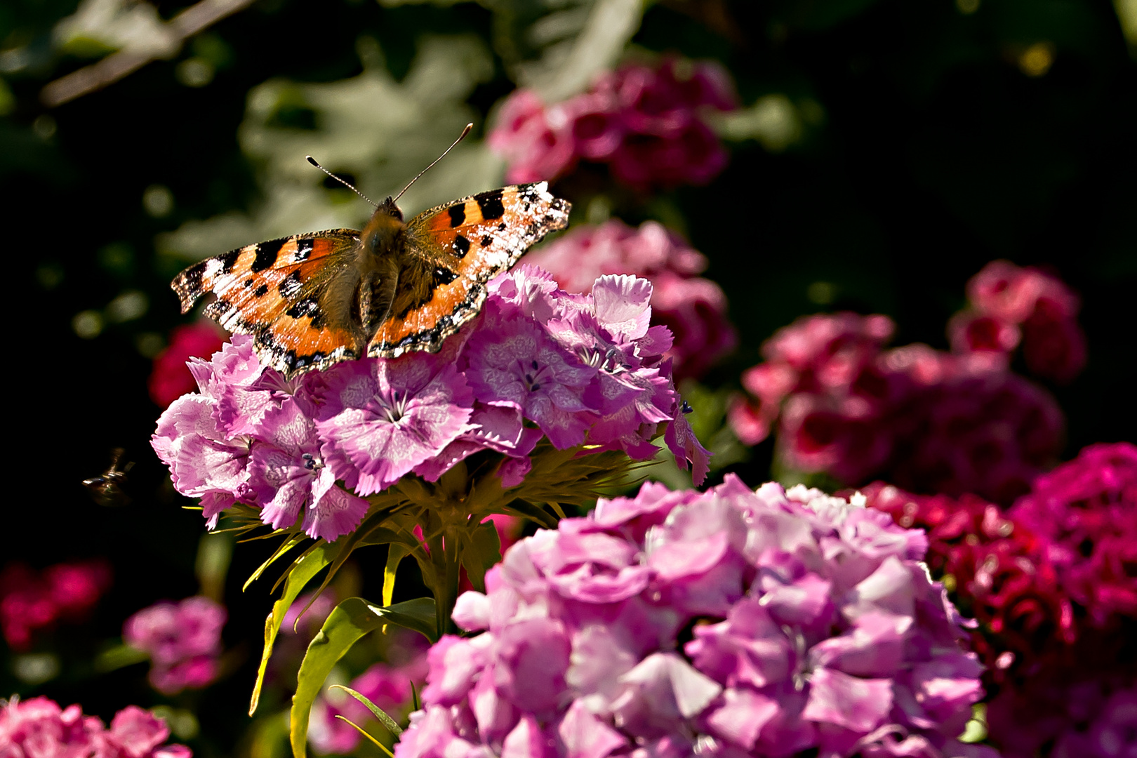 erstes Schmetterlingsportrait