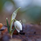 erstes Schneeglöckchen