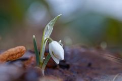 erstes Schneeglöckchen