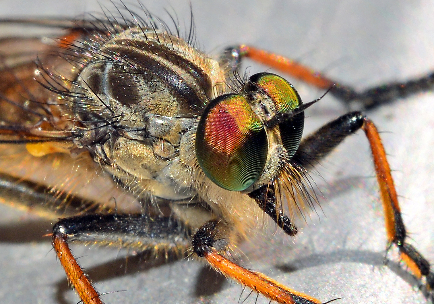 Erstes Sommerfotoobjekt auf dem Balkon, hier eine etwas längliche Fliege