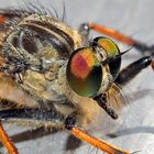 Erstes Sommerfotoobjekt auf dem Balkon, hier eine etwas längliche Fliege