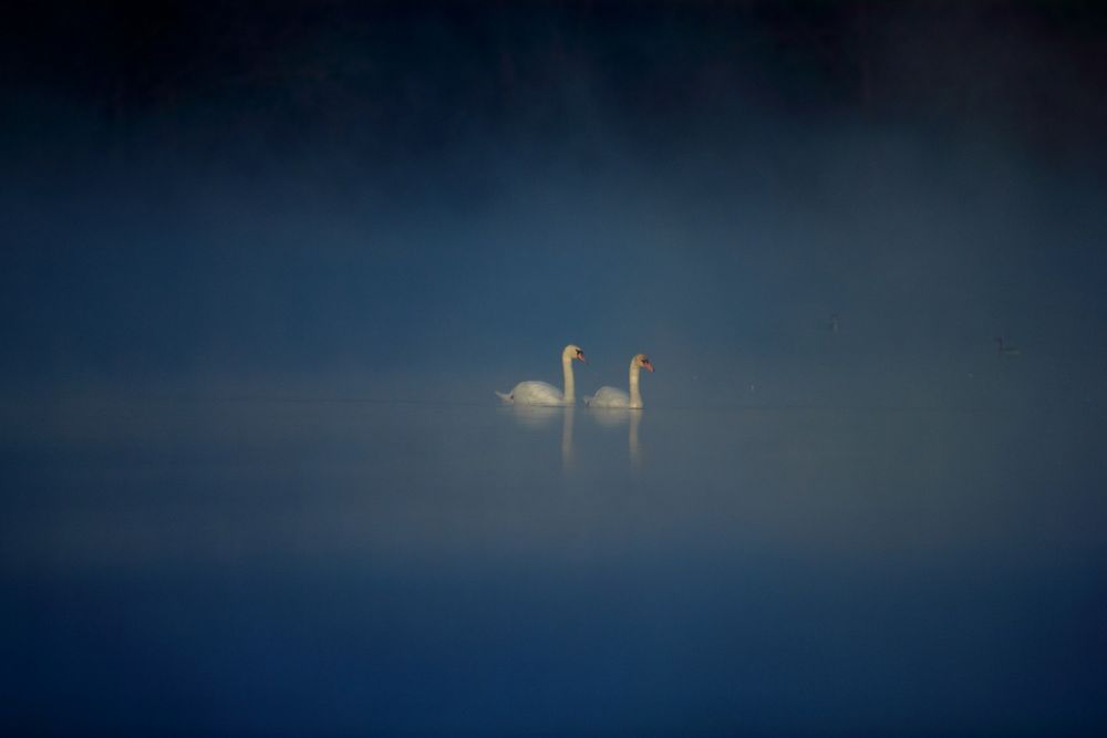 Erstes Sonnenlicht im Morgennebel...