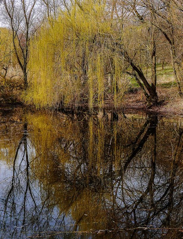 erstes zartes "Grün"