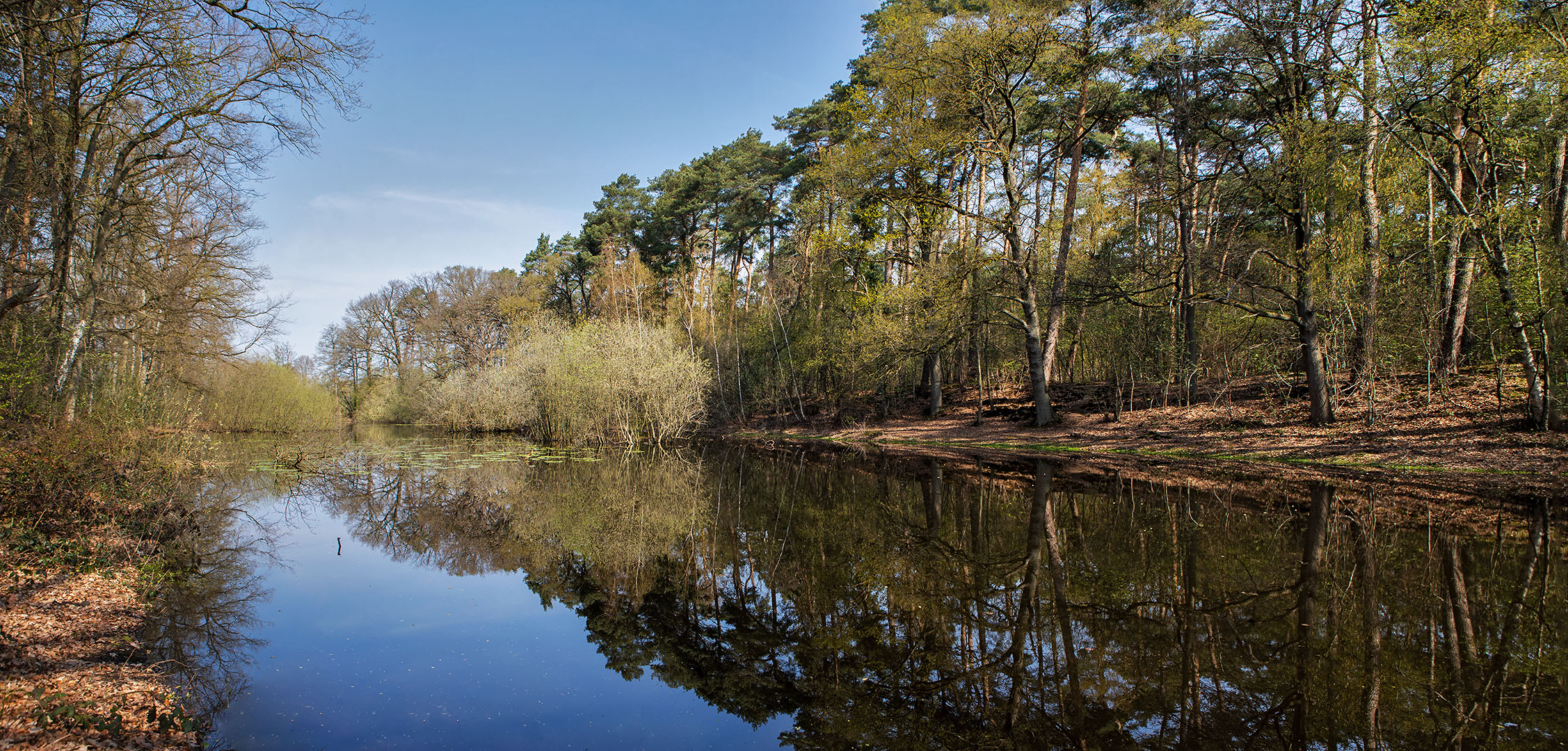 Erstes zartes Grün am Teich 001