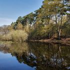 Erstes zartes Grün am Teich 001