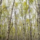 Erstes zartes Grün im Birkenwald