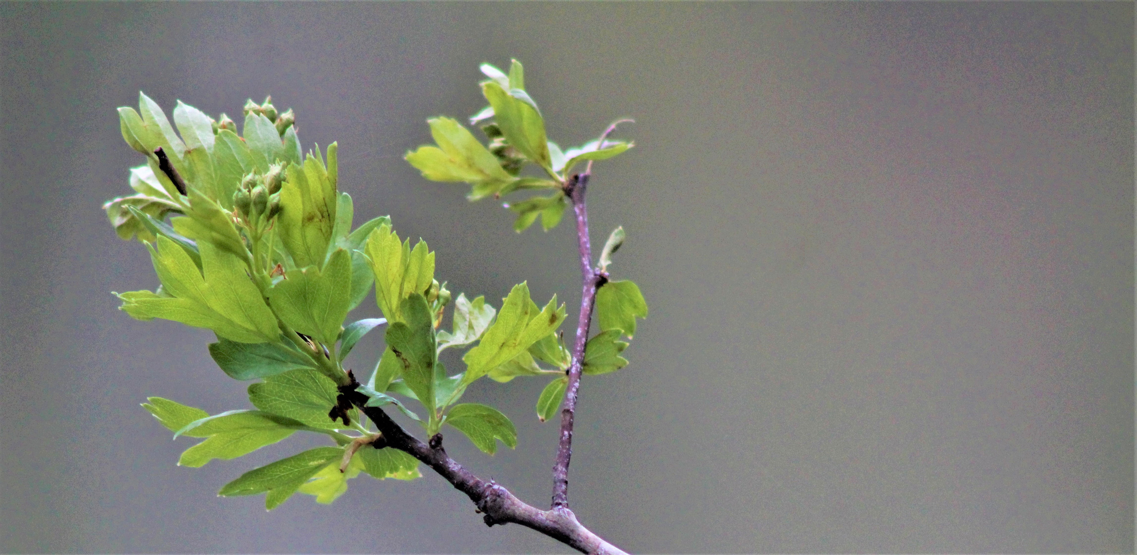 Erstes zartes Grün in der Natur