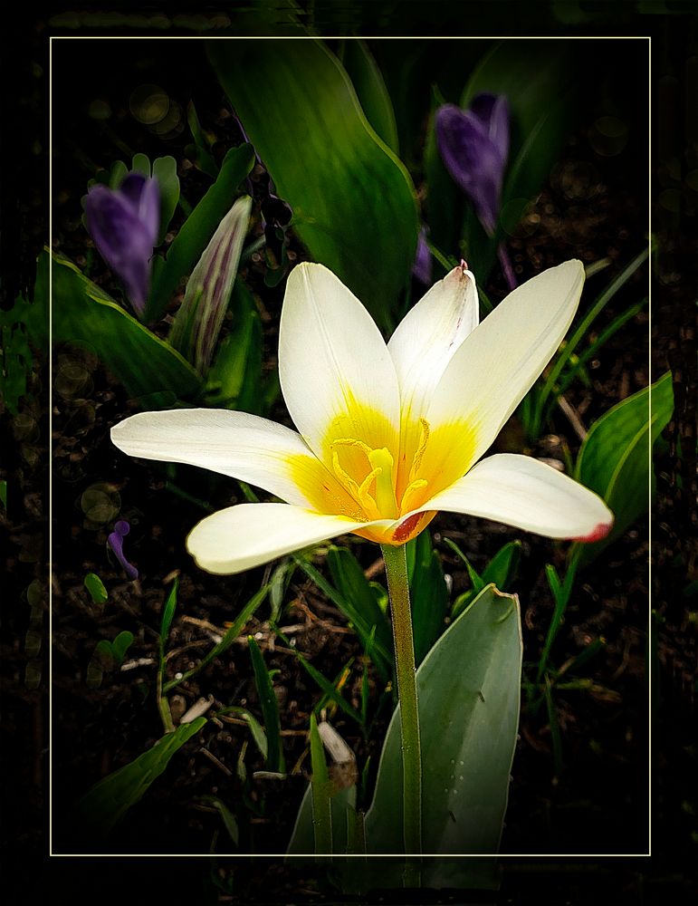 ErsteTulpe im  Garten 17.03. 19 