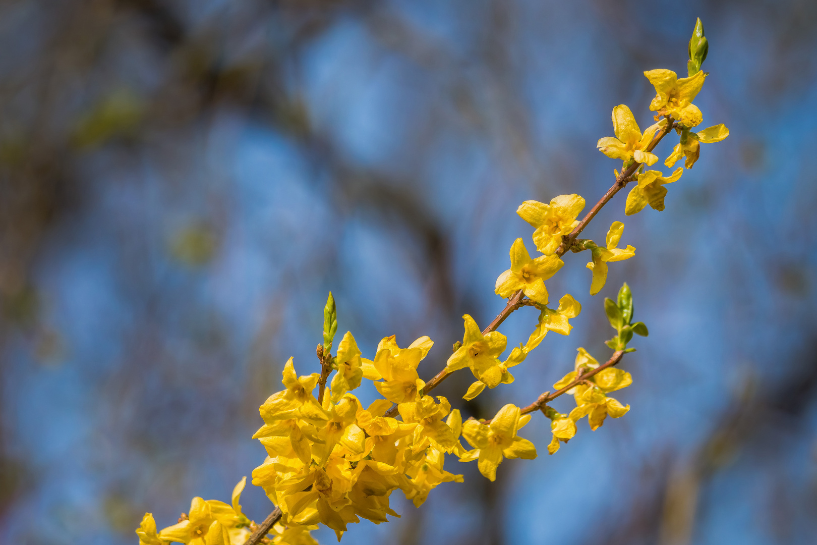 Erstfrühling