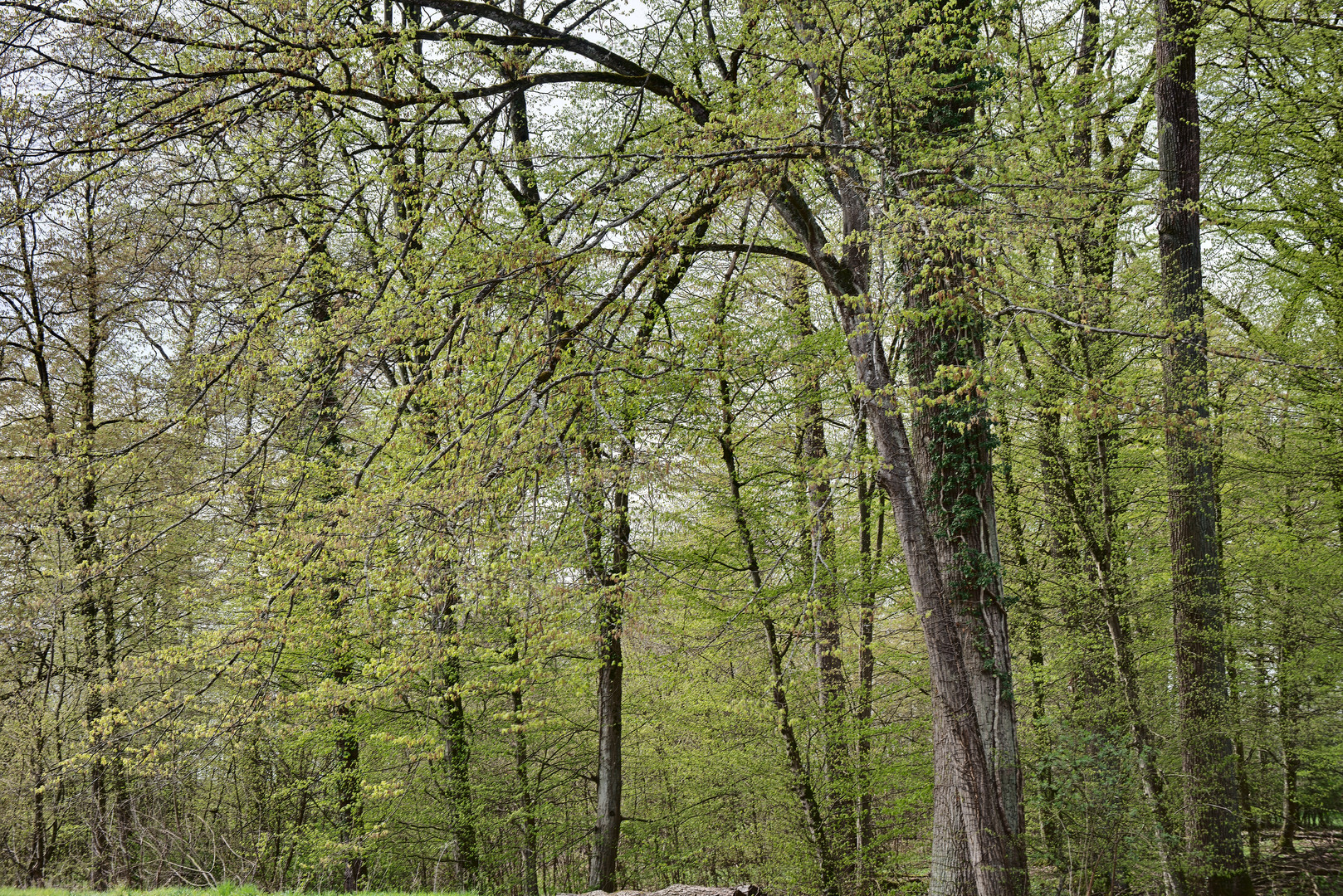 Erstfrühling im Korker Wald 