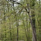 Erstfrühling im Korker Wald 