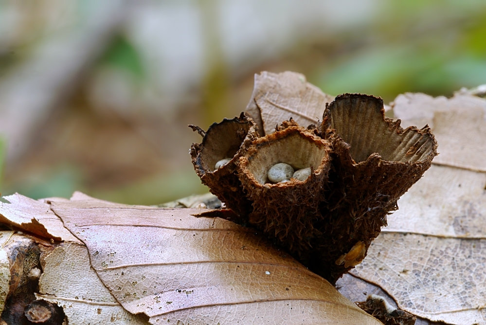 Erstfund in meinem Zauberwald