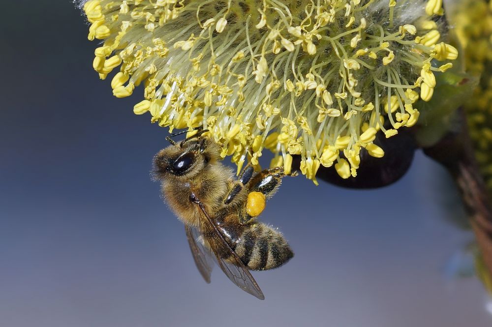 "Erstlingsnahrung" Biene an einem Palmkätzchen