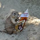 erstmal die neuesten Zoo-Nachrichten lesen