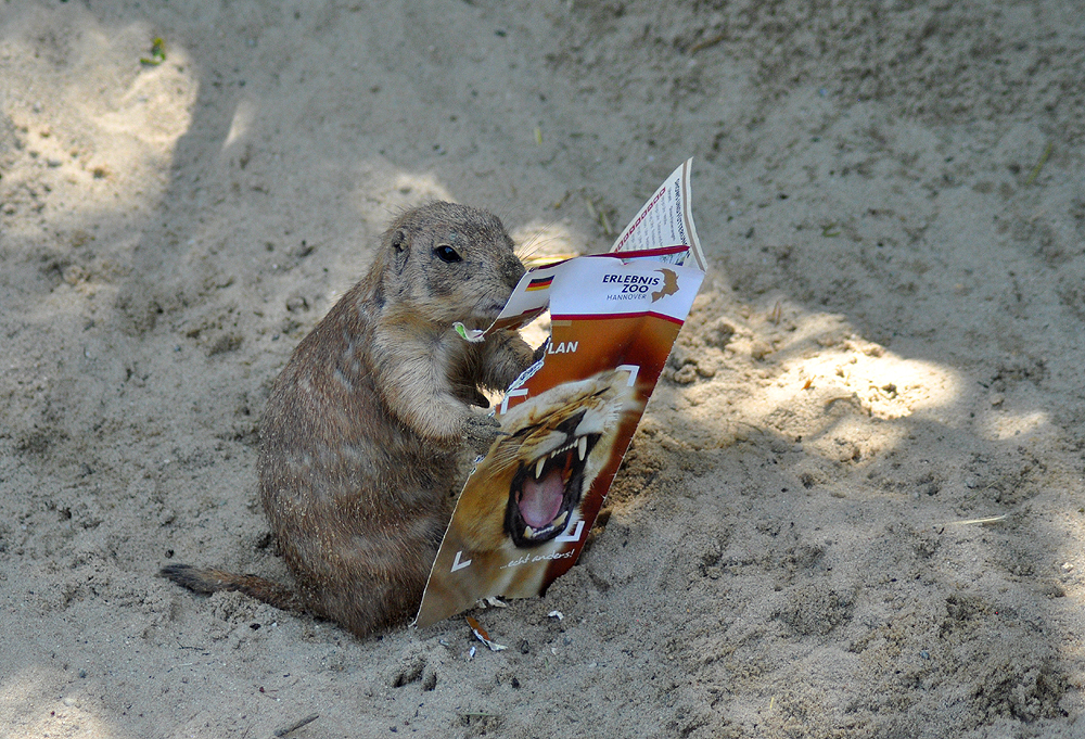 erstmal die neuesten Zoo-Nachrichten lesen