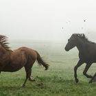 ...erstmal im Nebel austoben 1