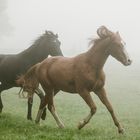 ...erstmal im Nebel austoben 3