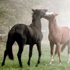 ...erstmal im Nebel austoben 6