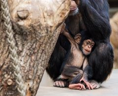 Erstmal kurz ausruhen (1)  - Zoo Leipzig