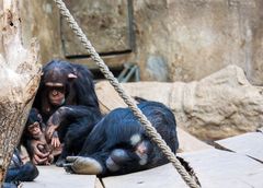 Erstmal kurz ausruhen (2) - Zoo Leipzig