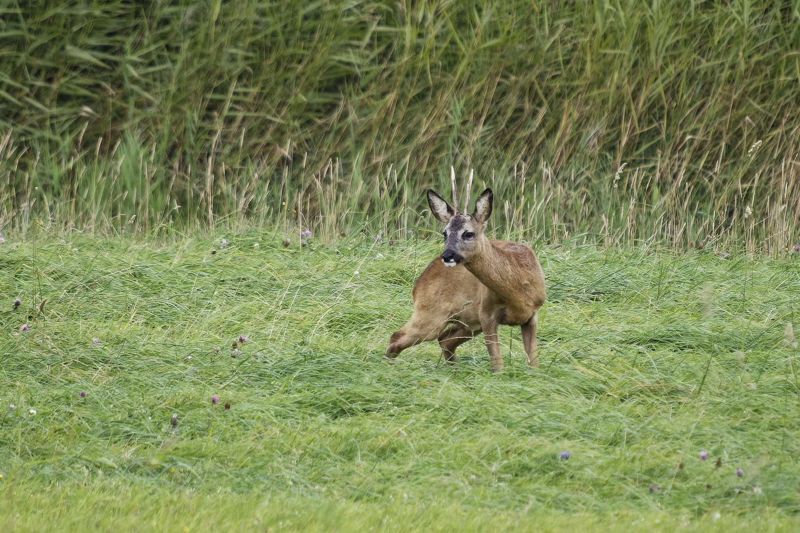 "Erstmal ordentlich markieren, damit jeder andere Bock weiss, dass ich hier war!"