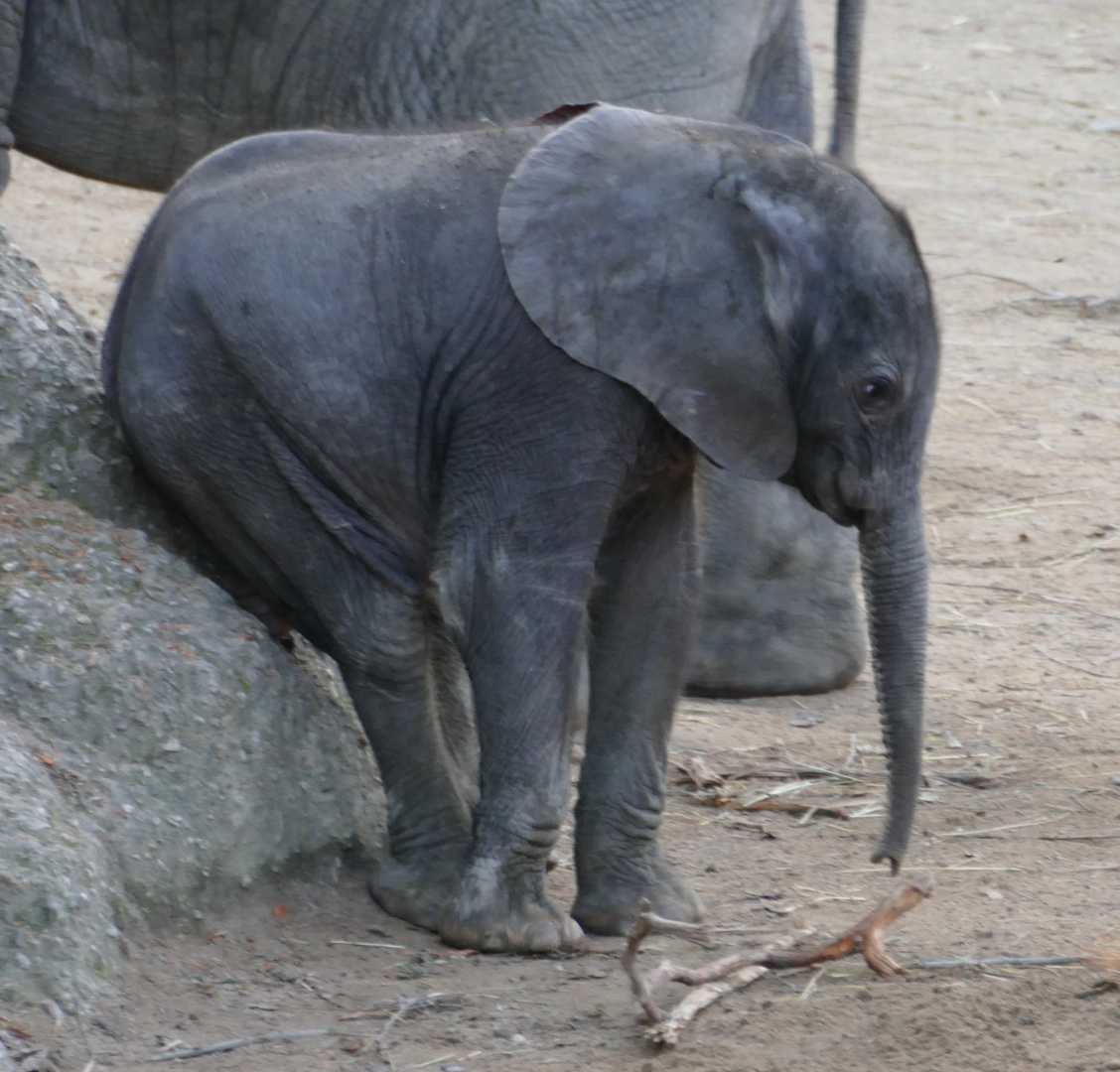 "Erstmal setzen", junger Elefant im Wuppertaler Zoo