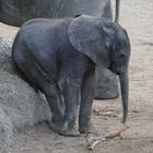 "Erstmal setzen", junger Elefant im Wuppertaler Zoo